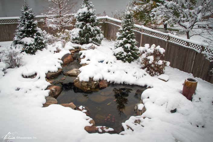 Pond in winter